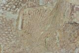 Ordovician Graptolite (Araneograptus) Plate - Morocco #126417-1